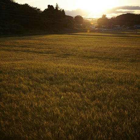 自社田自然栽培米　コシヒカリ（玄米） 2023年度産　2ｋｇ