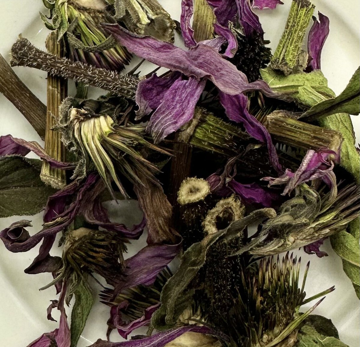 負けない心身に！エキナセア北海道石狩産10g（大パック） | hilltop