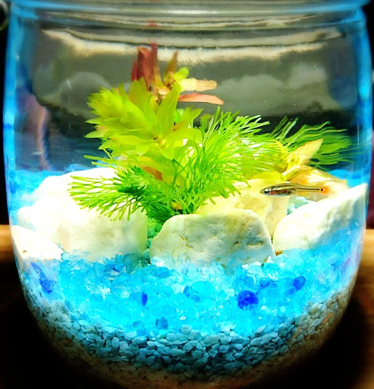 ボトリウム『 BLUE』プレゼント付き | BOTTLIUM®️