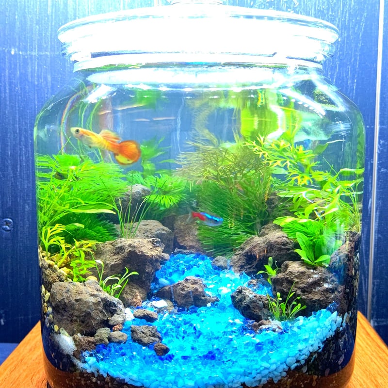 富士山『溶岩石』中サイズ(約2.5～4センチ) | BOTTLIUM®️