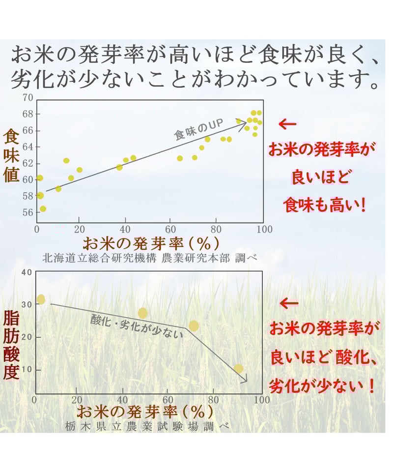 自然栽培 無農薬 無肥料 生きているお米 ササニシキ 玄米 5kg 自然栽培 無農薬 無肥料 生きているお米 ササニシキ 玄米 5kg