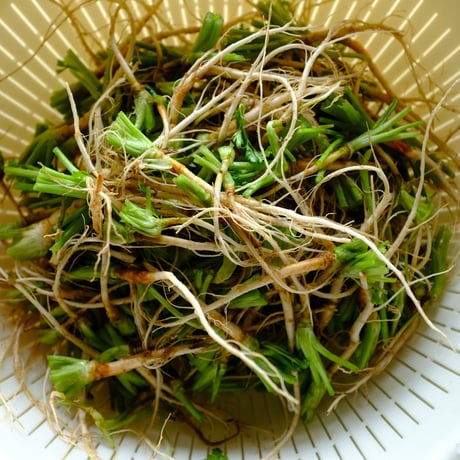 香菜(ﾊﾟｸﾁｰ)と青唐辛子の水餃子_11ヶ（季節限定）