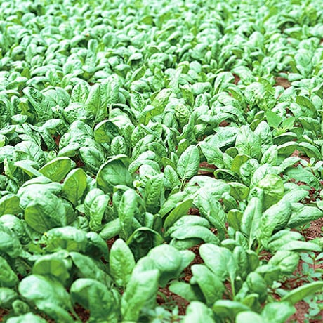 プラスオイル 国産菜種油ほうれん草（180g）