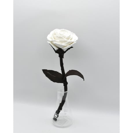 Fragment Rose - Moon Shadow -｜ Remake by VERS