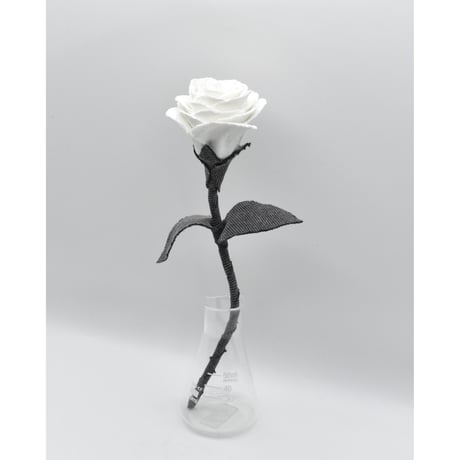 Fragment Rose - White Shadow -｜ Remake by VERS