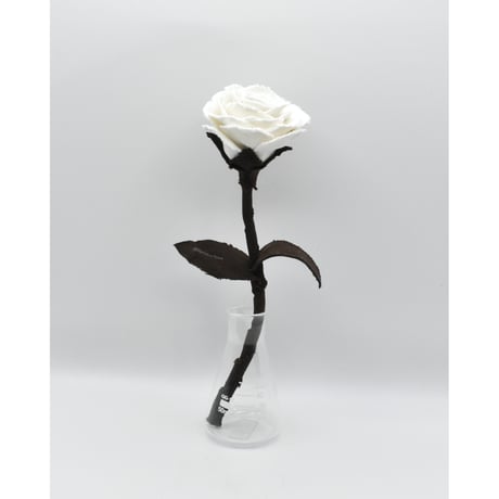 Fragment Rose - Moon Shadow -｜ Remake by VERS