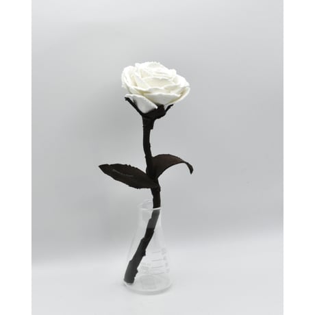 Fragment Rose - Moon Shadow -｜ Remake by VERS