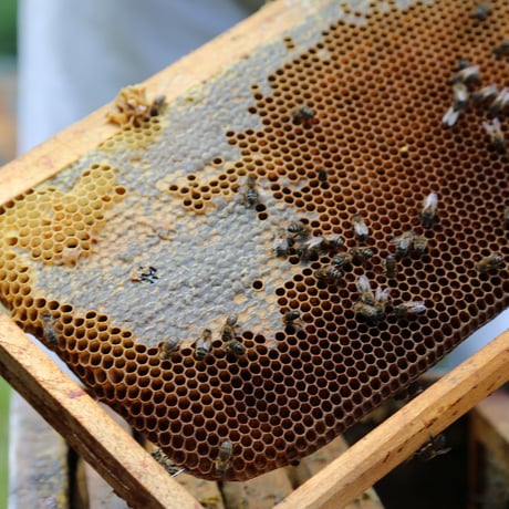 オラヤミエル クリーム蜂蜜（エリカ）450g