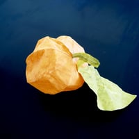 momoca / かぼちゃ
