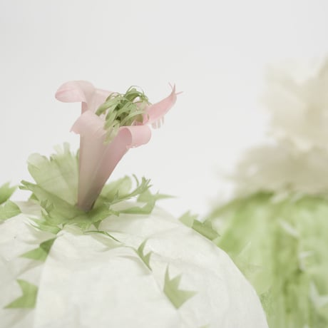 momoca / サボテン ランプ付き（M）