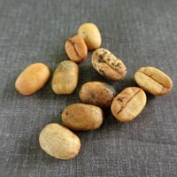 徳之島の森生まれの国産コーヒーの種子