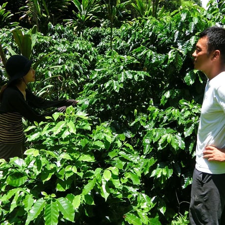 森と共に育むコーヒー農園・循環型農業（アグロフォレストリー）1泊体験