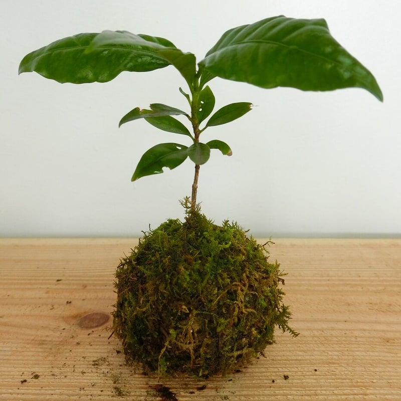 徳之島の森生まれの国産コーヒーの苔玉・ミニ盆栽 Coffee Tree Apartment
