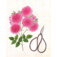 吉田春香「バラ シェエラザード」haruka yoshida