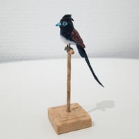 金沢和寛「サンコウチョウ」kanazawa kazuhiro