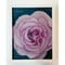 PLANTS OF PLANET　民野宏之「薔薇（Rose）ピンク」