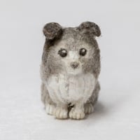 金沢和寛「コリー・グレー・お座り」kanazawa kazuhiro
