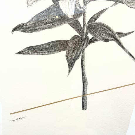河井いづみ「ひたむきな美」  izumi kawai  原画