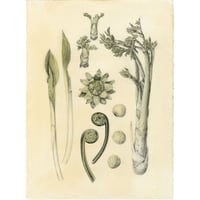 河井いづみ「春」  izumi kawai  原画