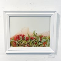 PLANTS OF PLANET　門川洋子「eucalyptus」