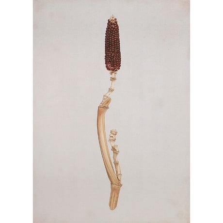 チカツタケオ「赤い実 2」原画  chikatsu takeo