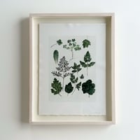 荻原美里「Plants in the garden/庭の植物たち」原画ogihara misato