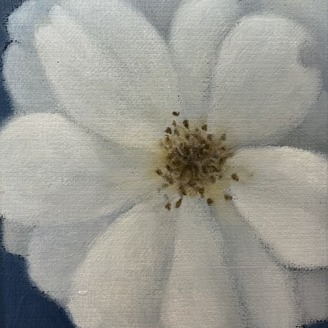 PLANTS OF PLANET　民野宏之「薔薇（Rose）白」