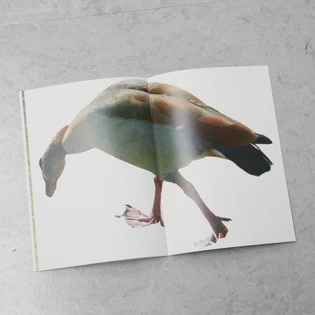 『we duck』/ 川谷光平　"we duck" / Kohei Kawatani