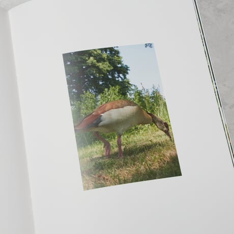 『we duck』/ 川谷光平　"we duck" / Kohei Kawatani