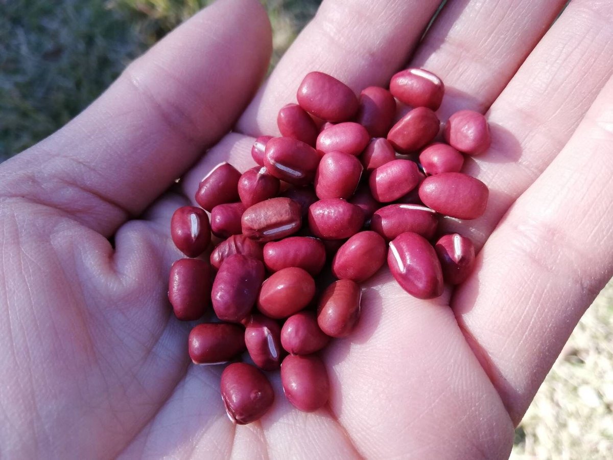 あずき 200g | sumiyanoen