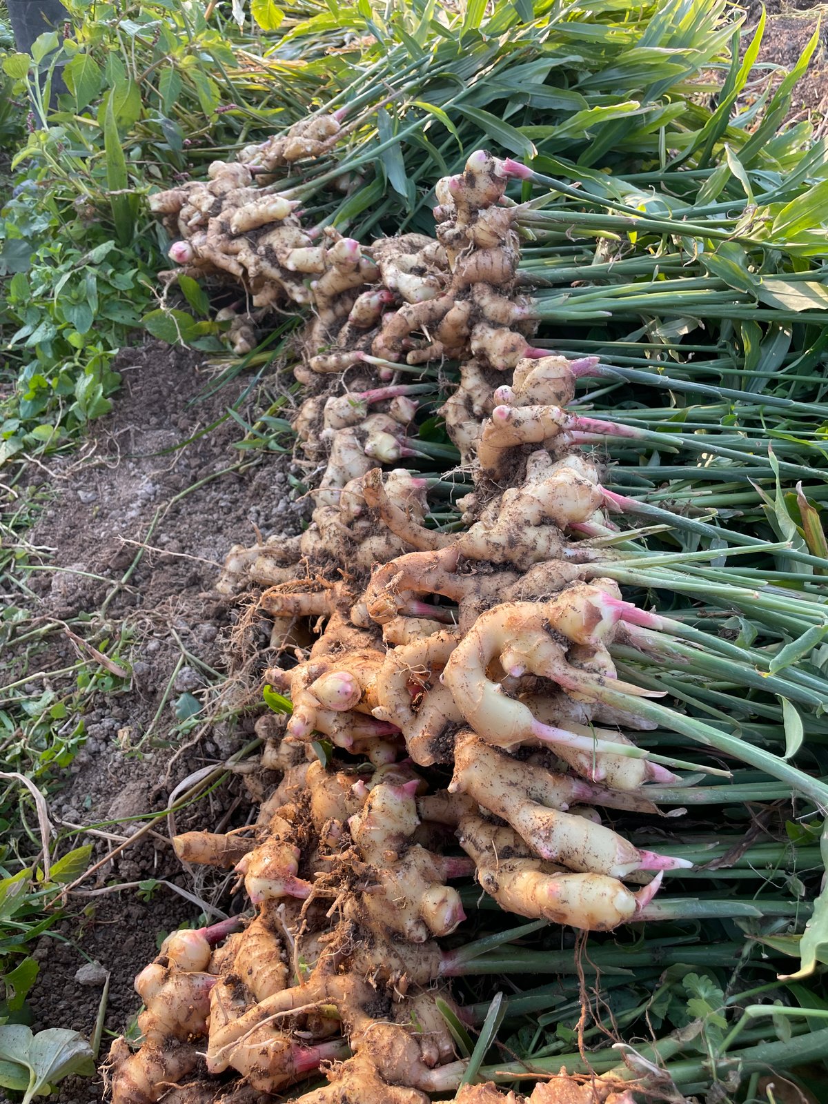 業務用卸売り】有機JAS生姜1kg（熊本県天草産）／生姜焼き・生姜 