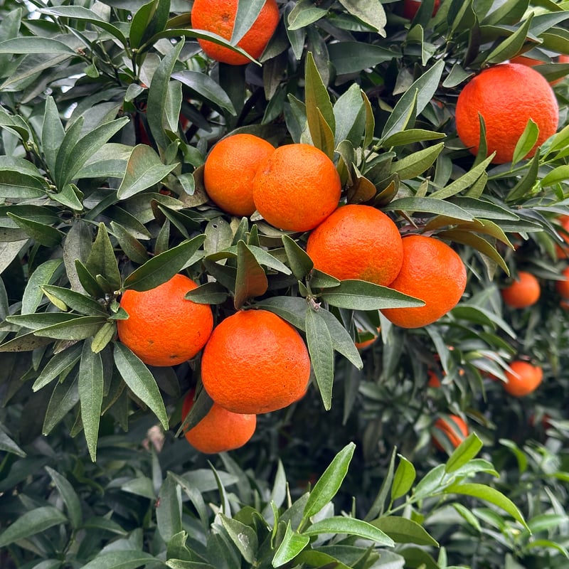 完売御礼】山口柑橘園さんの国産オログロス（クレメンティン早生）5kg