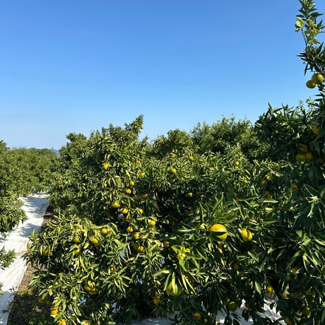 【完売御礼】山口柑橘園さんの国産クレメンティン2kg（佐賀県太良町産）【産直便】【代引不可】