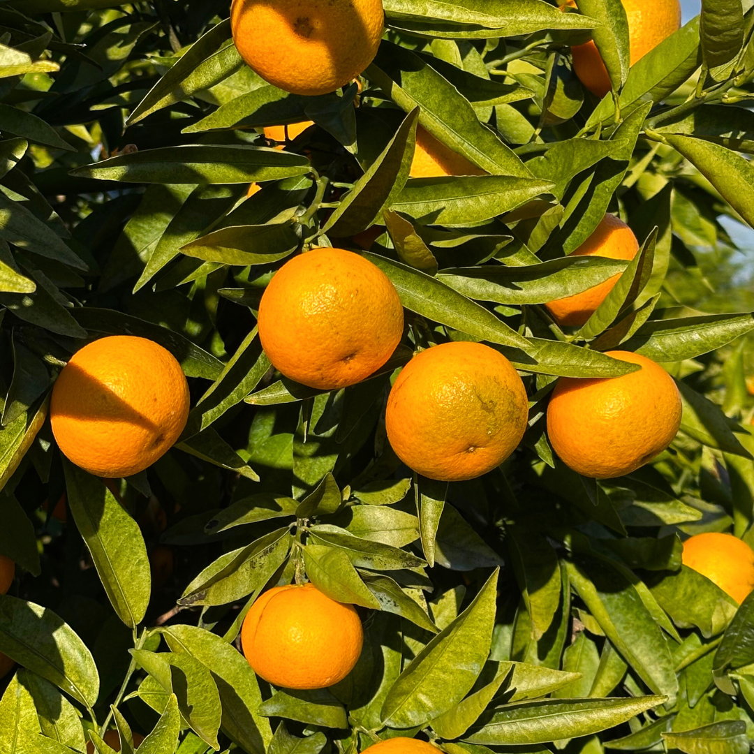 完売御礼】山口柑橘園のクレメンティン100％ジュース500ml×6本セット