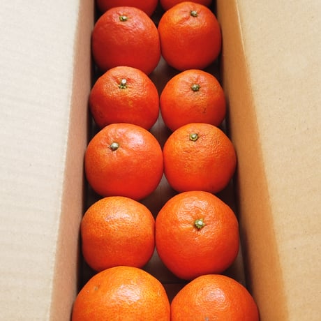 【完売御礼】山口柑橘園さんの国産オログロス（クレメンティン早生）5kg（佐賀県太良町産）【代引不可】