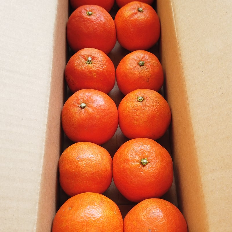 完売御礼】山口柑橘園さんの国産オログロス（クレメンティン早生）5kg