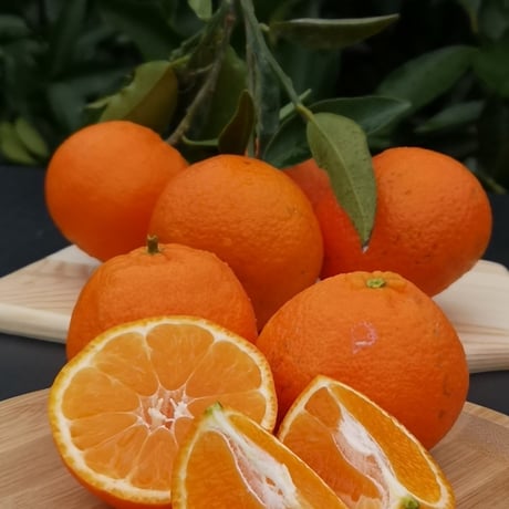 【完売御礼】山口柑橘園さんの国産クレメンティン2kg（佐賀県太良町産）【産直便】【代引不可】