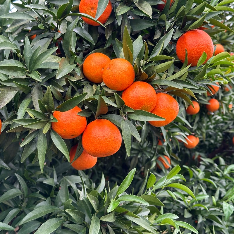 Grandmother 123073 オレンジ 7インチ　A#-5 完売御礼】山口柑橘園さんの国産オログロス（クレメンティン早生）5kg