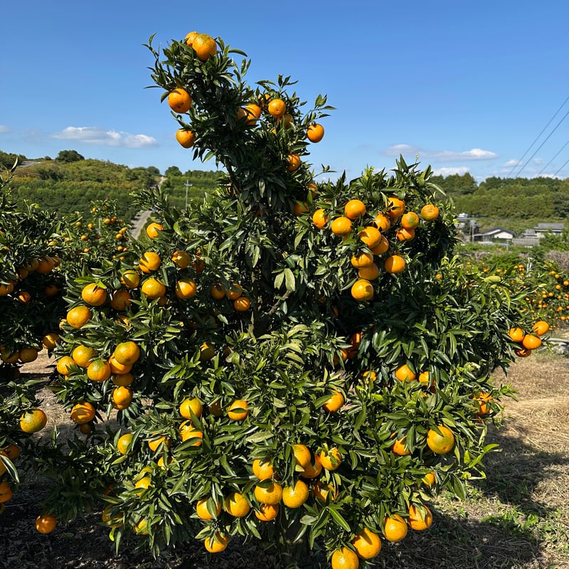 完売御礼】山口柑橘園さんの国産オログロス（クレメンティン早生）5kg