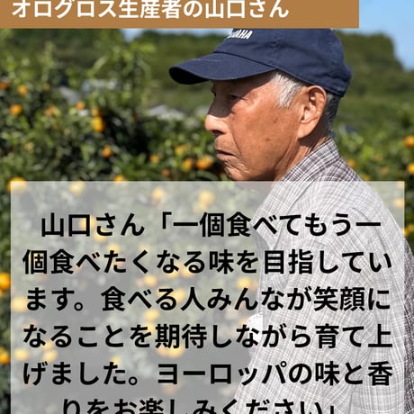 【完売御礼】山口柑橘園さんの国産オログロス（クレメンティン早生）5kg（佐賀県太良町産）【代引不可】