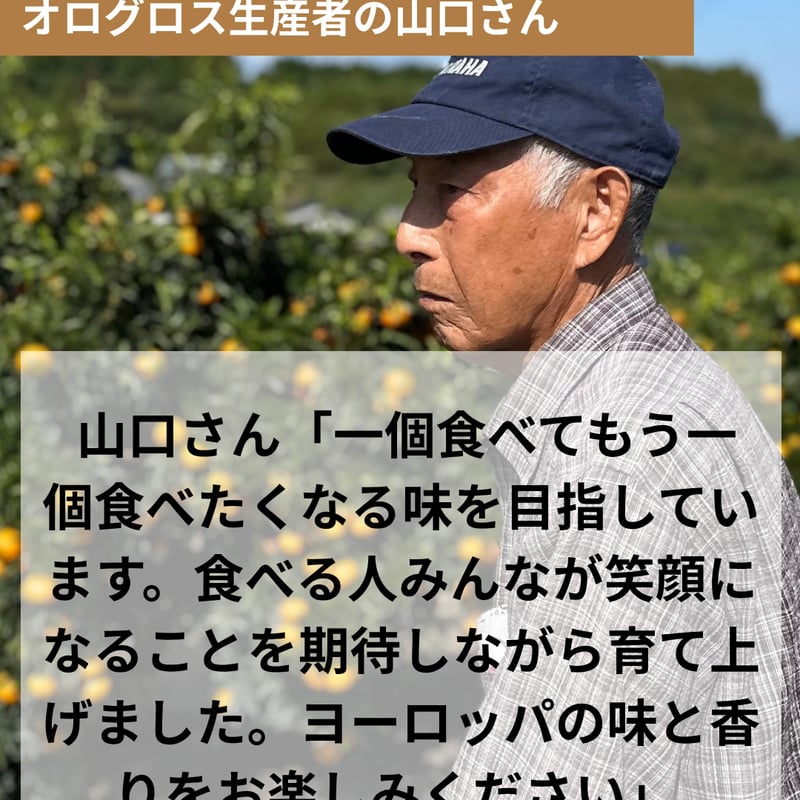 完売御礼】山口柑橘園さんの国産オログロス（クレメンティン早生）5kg