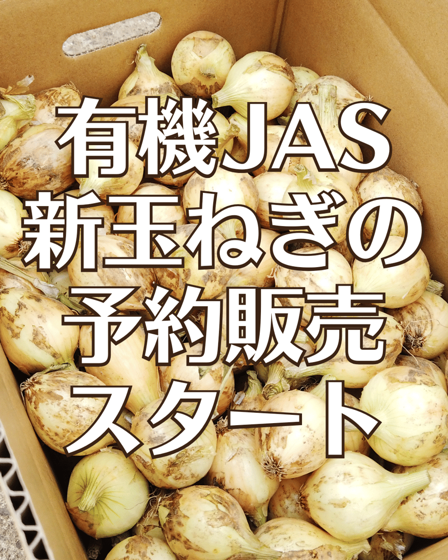 有機新玉ねぎの予約注文（長崎県雲仙市）