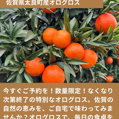 【完売御礼】山口柑橘園さんの国産オログロス（クレメンティン早生）5kg（佐賀県太良町産）【代引不可】