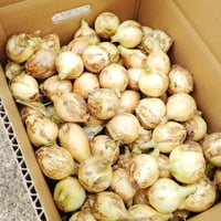 【完売御礼】有機JAS 新玉ねぎ8kg（長崎県雲仙市）【スープ用】【産直便】【ばあちゃんの料理教室お墨付き！】【同梱不可】