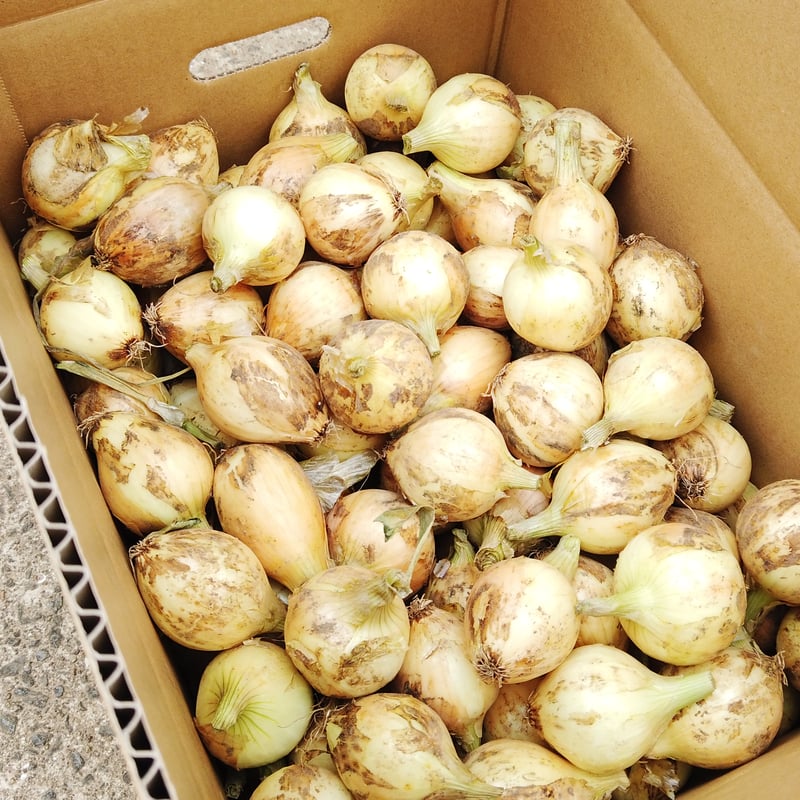 完売御礼】有機JAS 新玉ねぎ8kg（長崎県雲仙市）【スープ用】【産直便