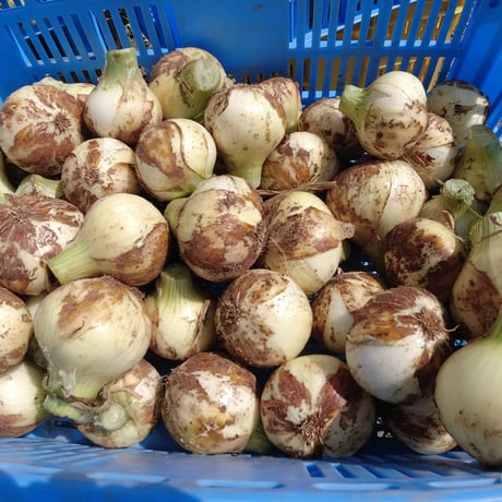 【予約販売】有機JAS 新玉ねぎ8kg（S～Lサイズ）（長崎県 百笑会）【産直便】【ばあちゃんの料理教室お墨付き！】