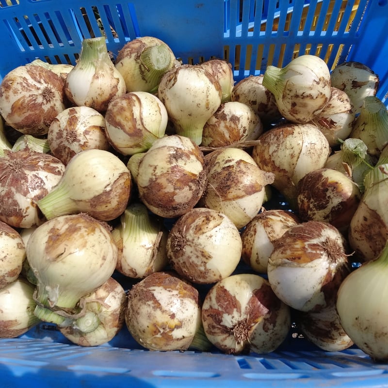 予約販売】有機JAS 新玉ねぎ8kg（S～Lサイズ）（長崎県 百笑会）【産直