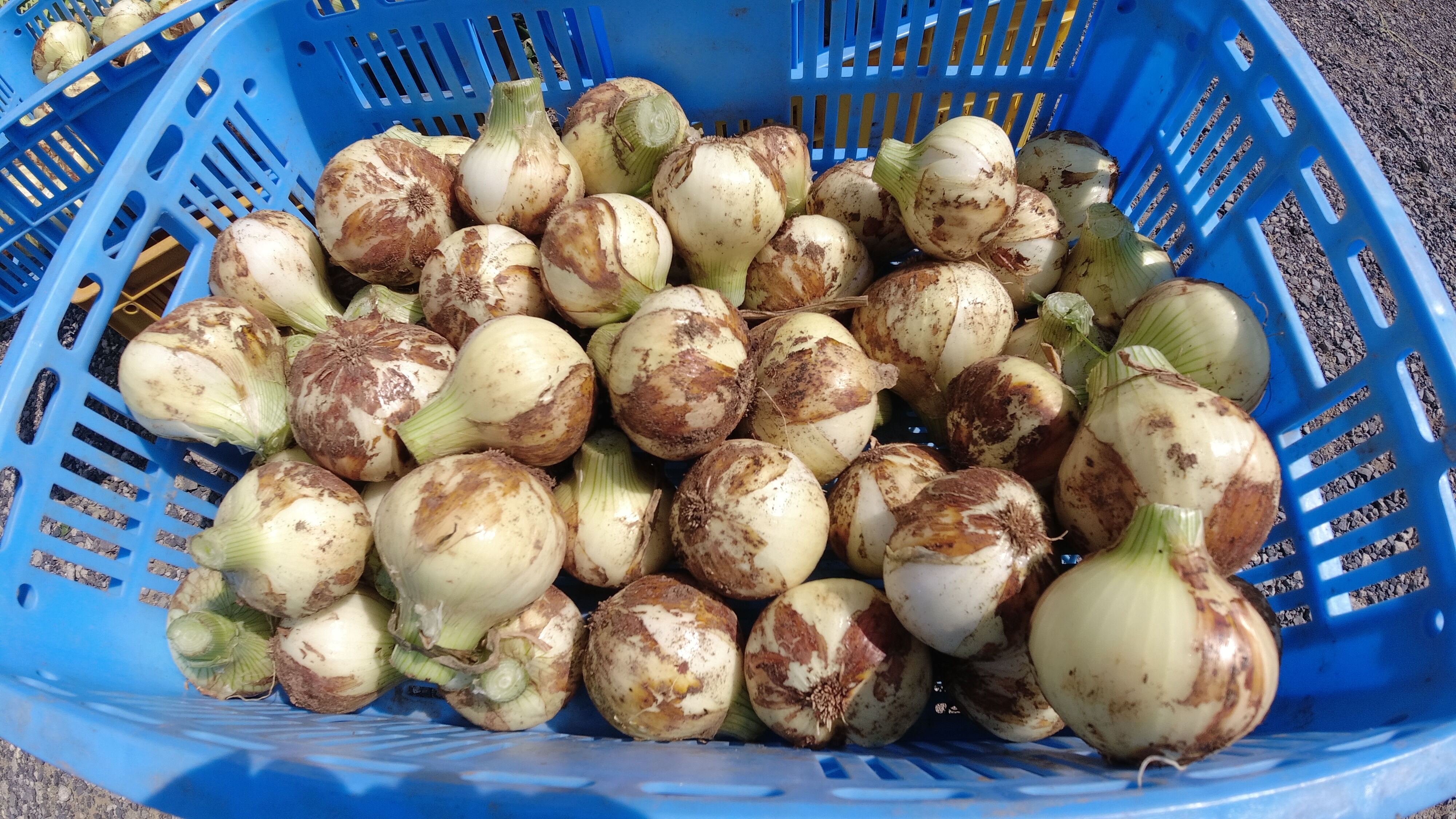 有機JAS新玉ねぎ（長崎県波佐見町）の予約注文