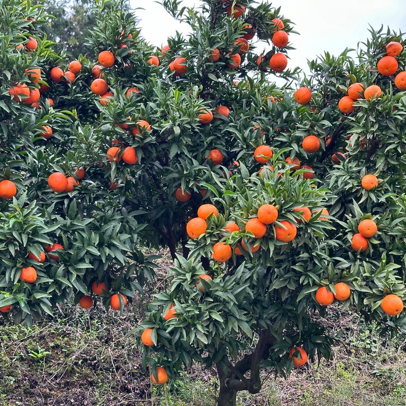 完売御礼】山口柑橘園さんの国産オログロス（クレメンティン早生）5kg