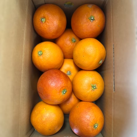 【完売御礼】国産ブラッドオレンジ2.5kg（家庭用）【佐賀県太良町産】